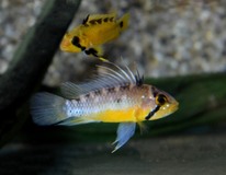 Dwergcichlide Atahualpa