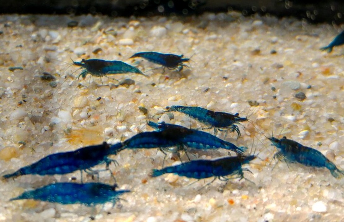 Blue Diamond Shrimp