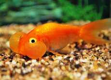 Autres Voiles De Chine