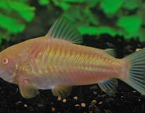 Corydoras Bronze Albino