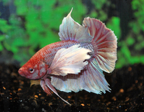 Betta Dumbo Ear Male