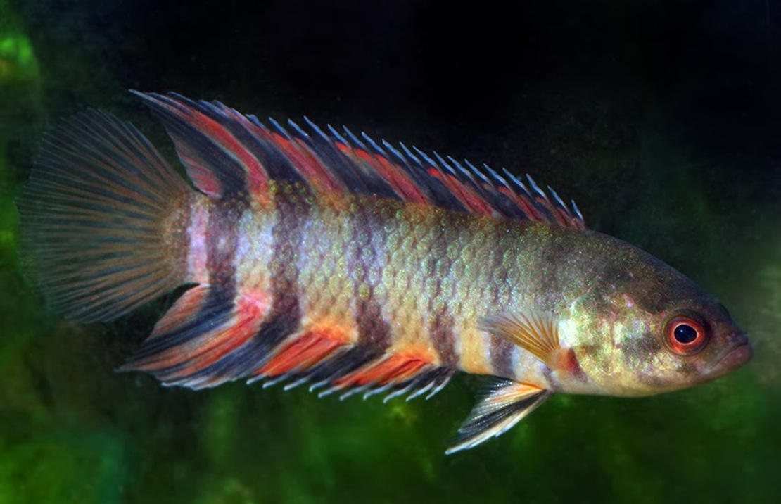 Microctenopoma OrnÉ