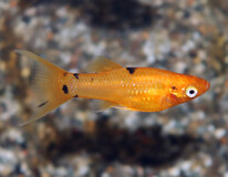 Molly Golddust Schleier