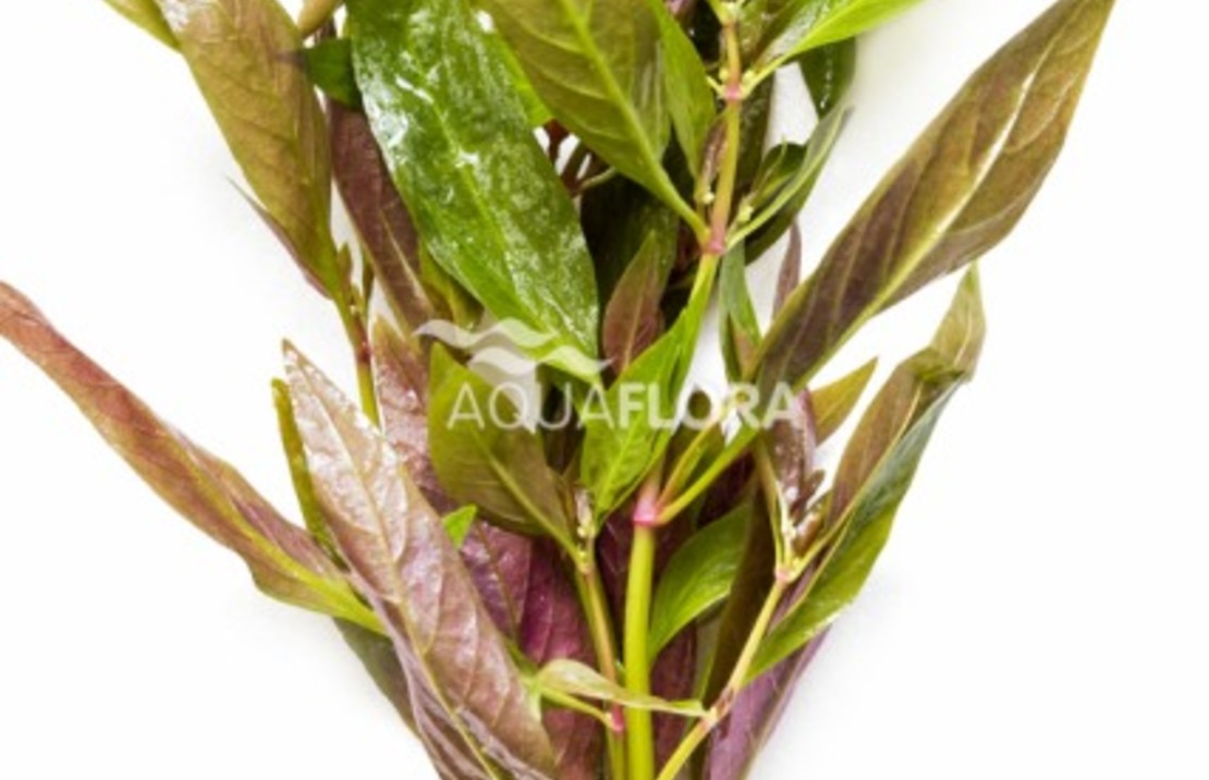 Alternanthera Reineckii - Ba