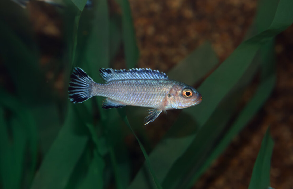 CichlidÉ Malawi Socolofi