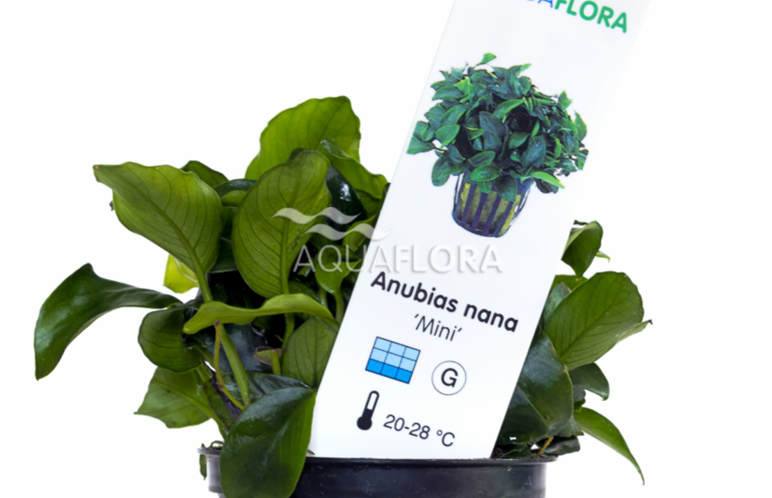 Anubias Barteri Var. Nana 'mini' - Pe