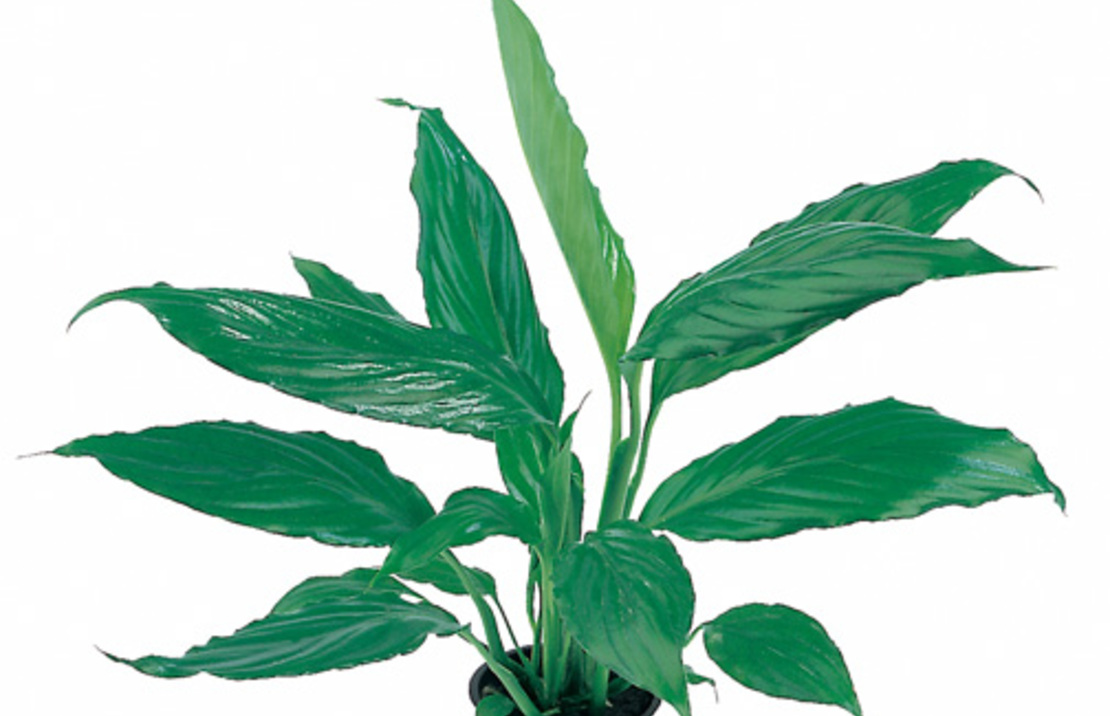 Spathiphyllum Walissii - Pt