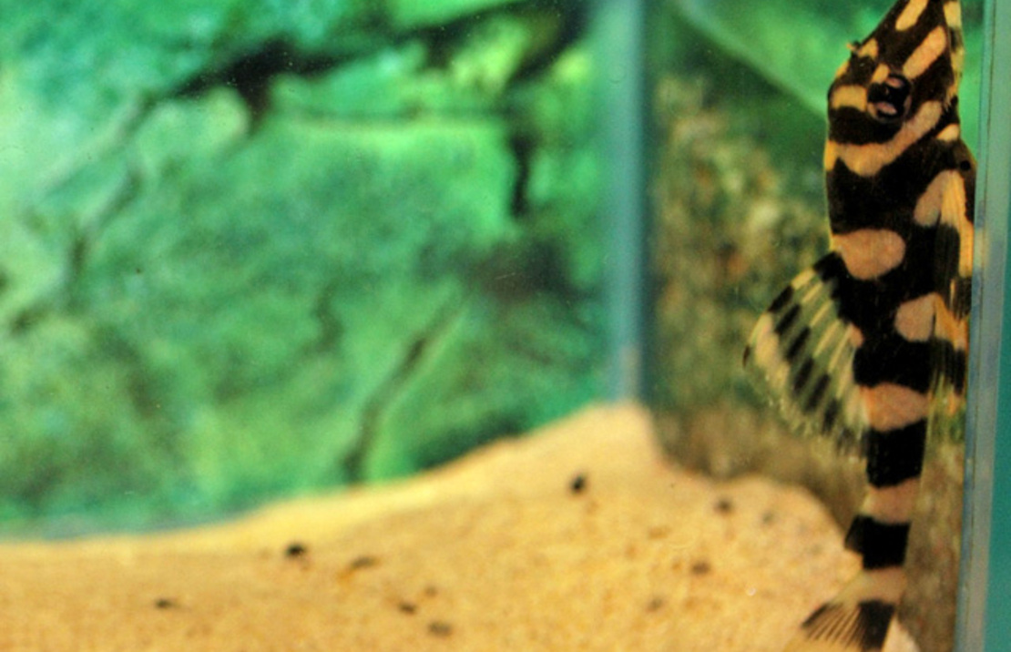 L168 Butterfly Pleco