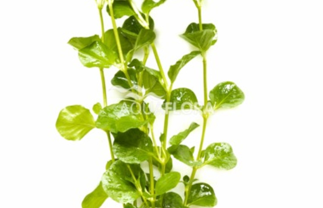 Lysimachia Nummularia - Ta