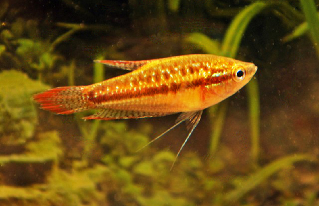 Gourami Grogneur Nain