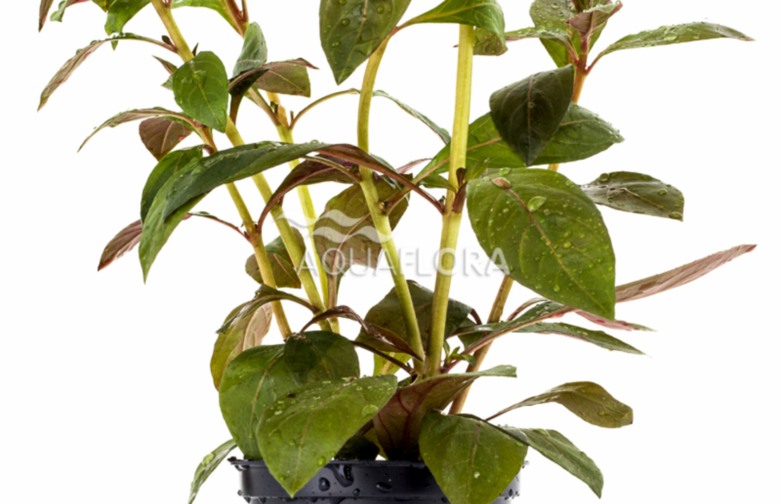 Ludwigia Perennis - Pe