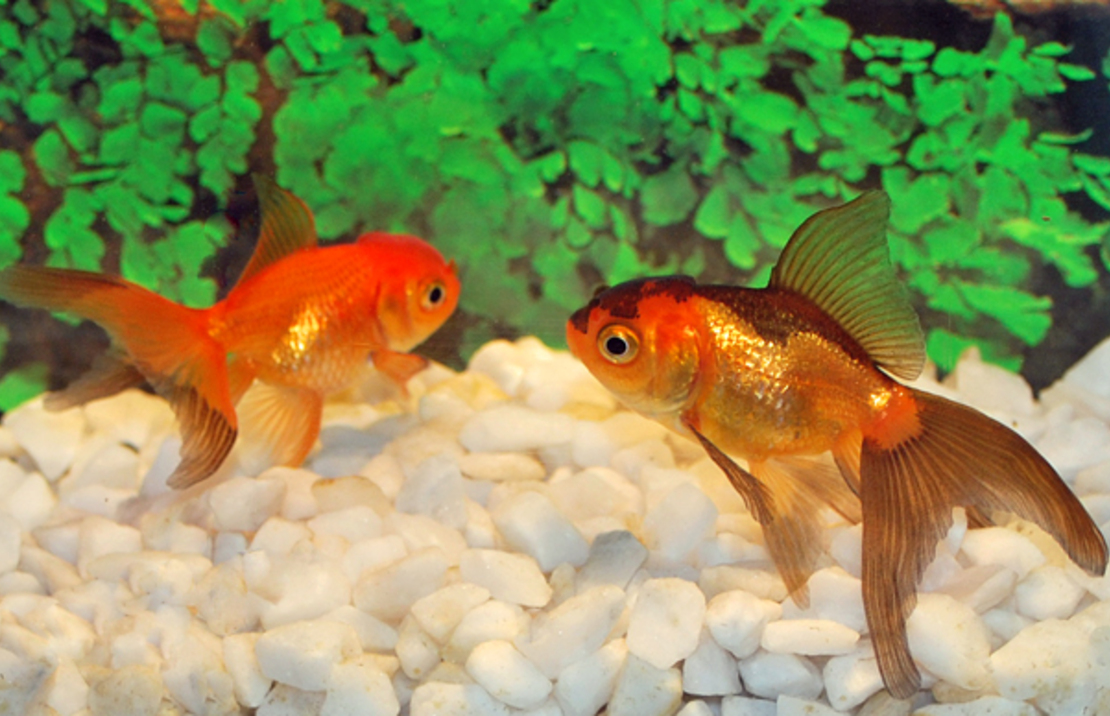 TÊte De Lion Rouge/noir