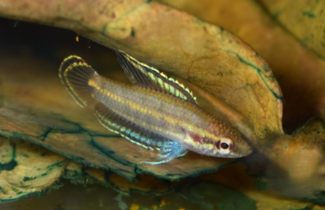 Gourami RÉglisse Bintan