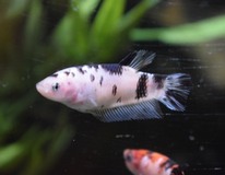 Combattant King (femelle)