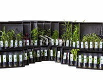 Ass. 7: 20x5 (100) Pots All Colour Code Groups - As