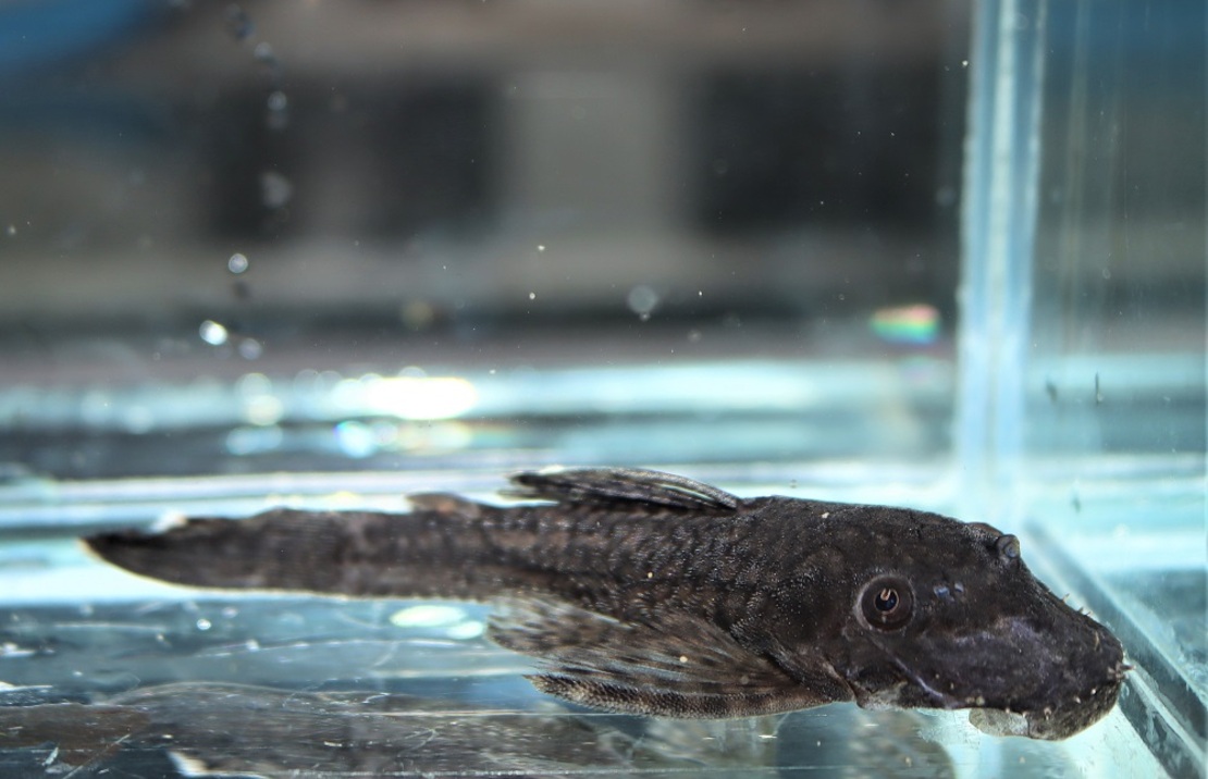 Ancistrus Saramiriza