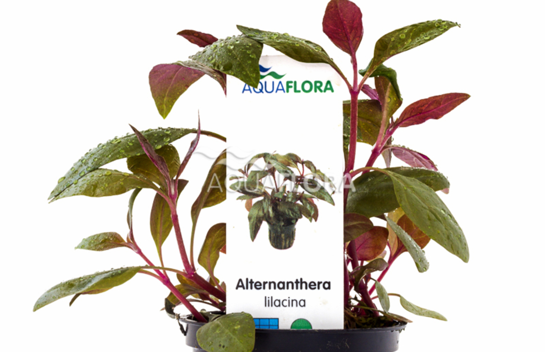 Alternanthera Reineckii 'lilacina' - Pe