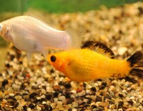 Molly Voile Assortis