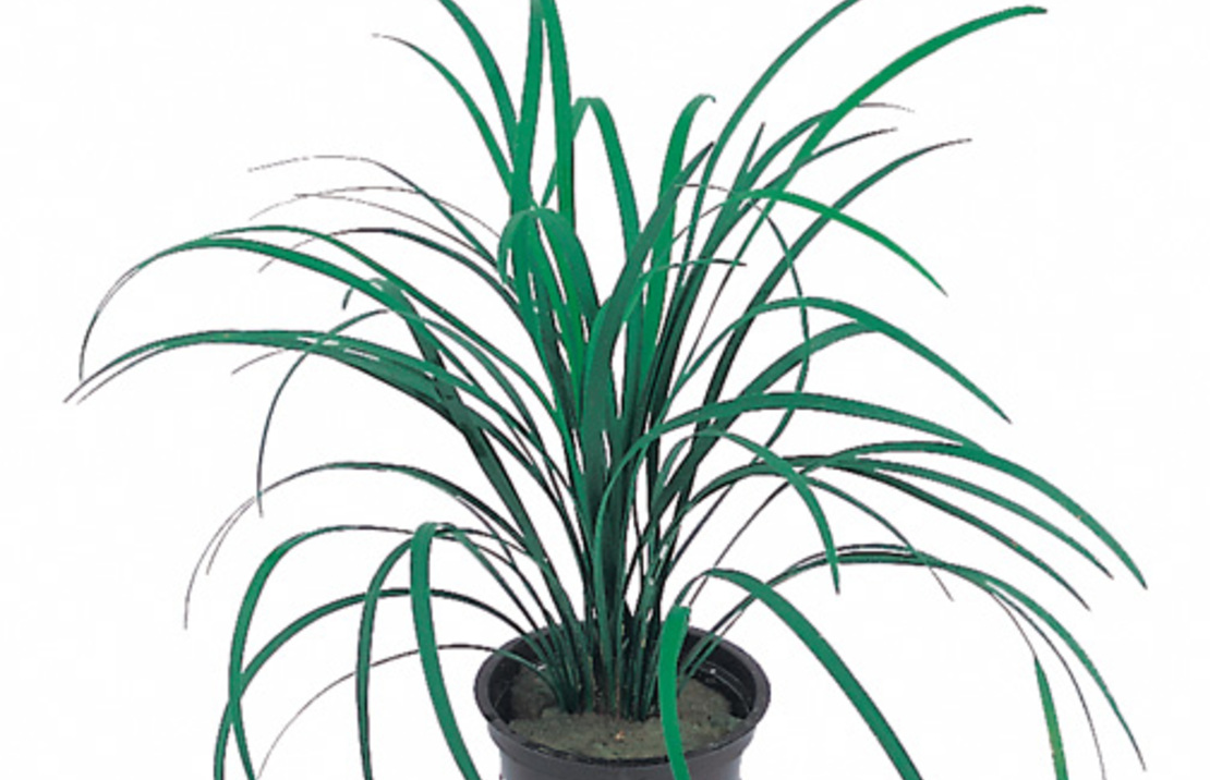Ophiopogon Japonica - Pt