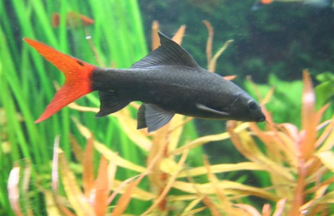 Redtailed Black Shark