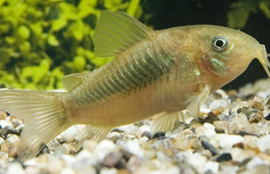 Corydoras Bronze