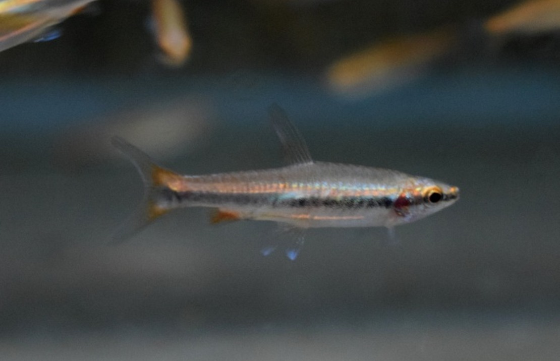 Potloodvisje Beckfordi Rood