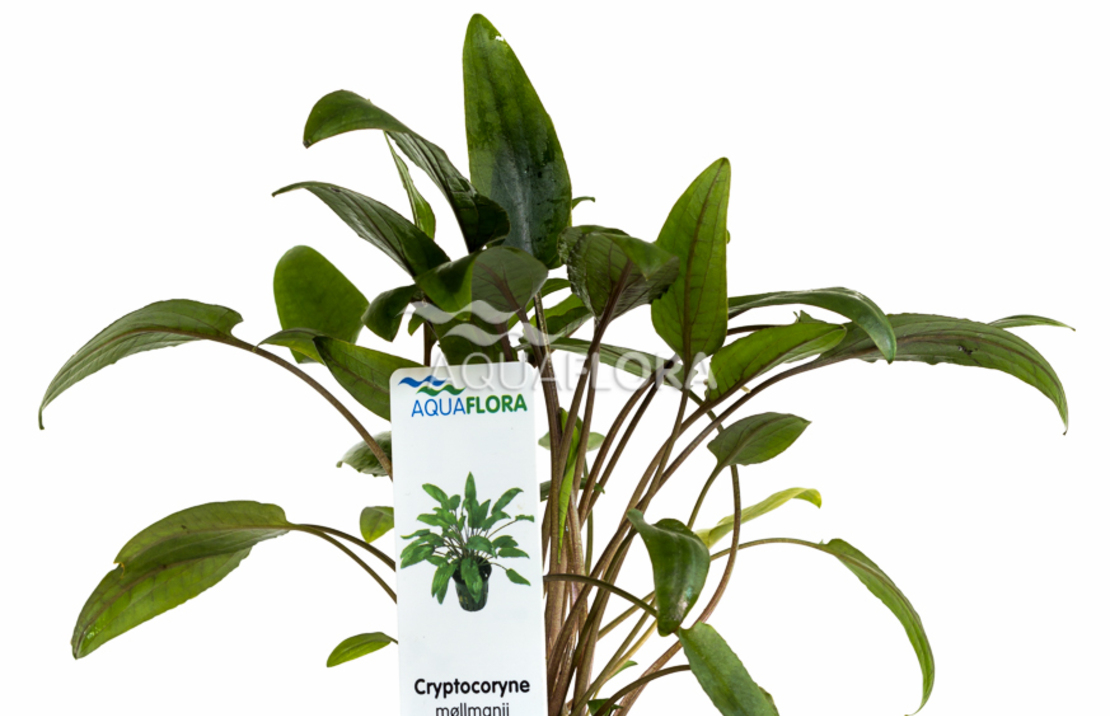 Cryptocoryne Moehlmannii - Pe