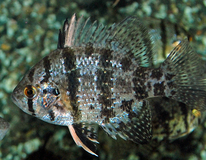 Crapet-soleil Chaetodon