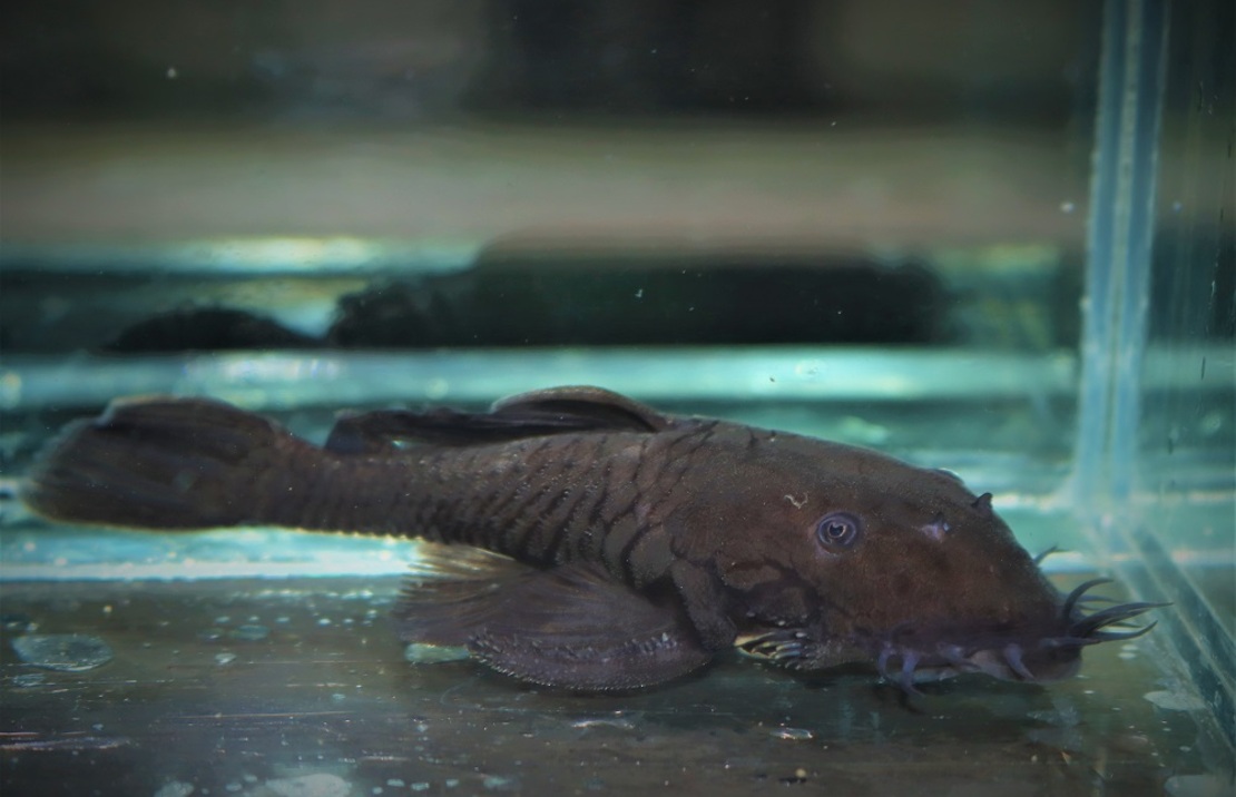 L034 Medusa Pleco