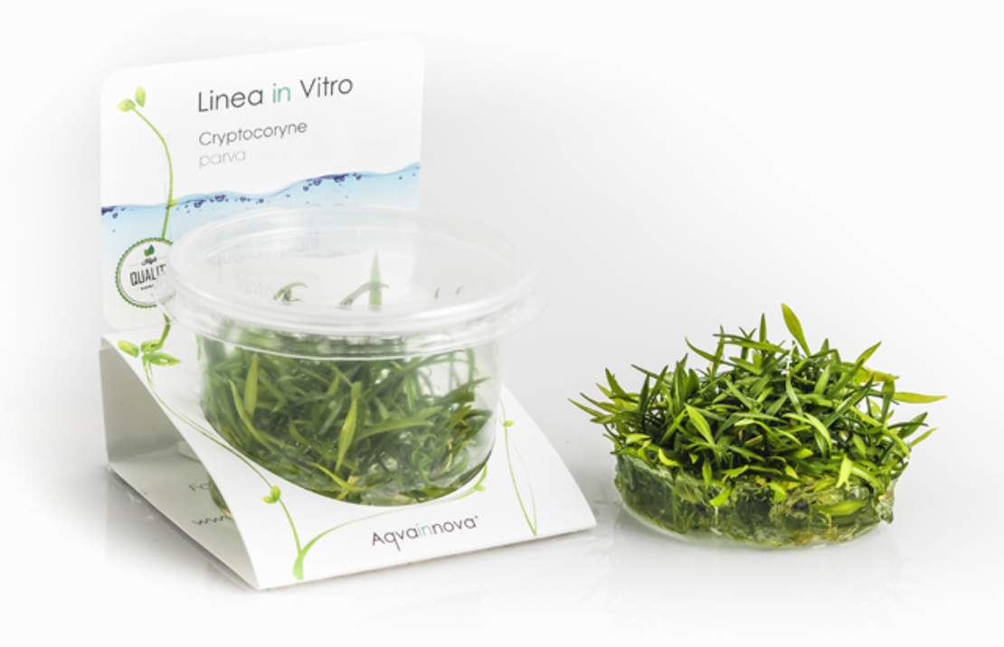 Cryptocoryne Parva - In Vitro Cup