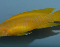 Tanganjika Goldbuntbarsch