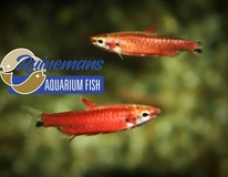 Poisson-crayon Super Rouge Cenepa