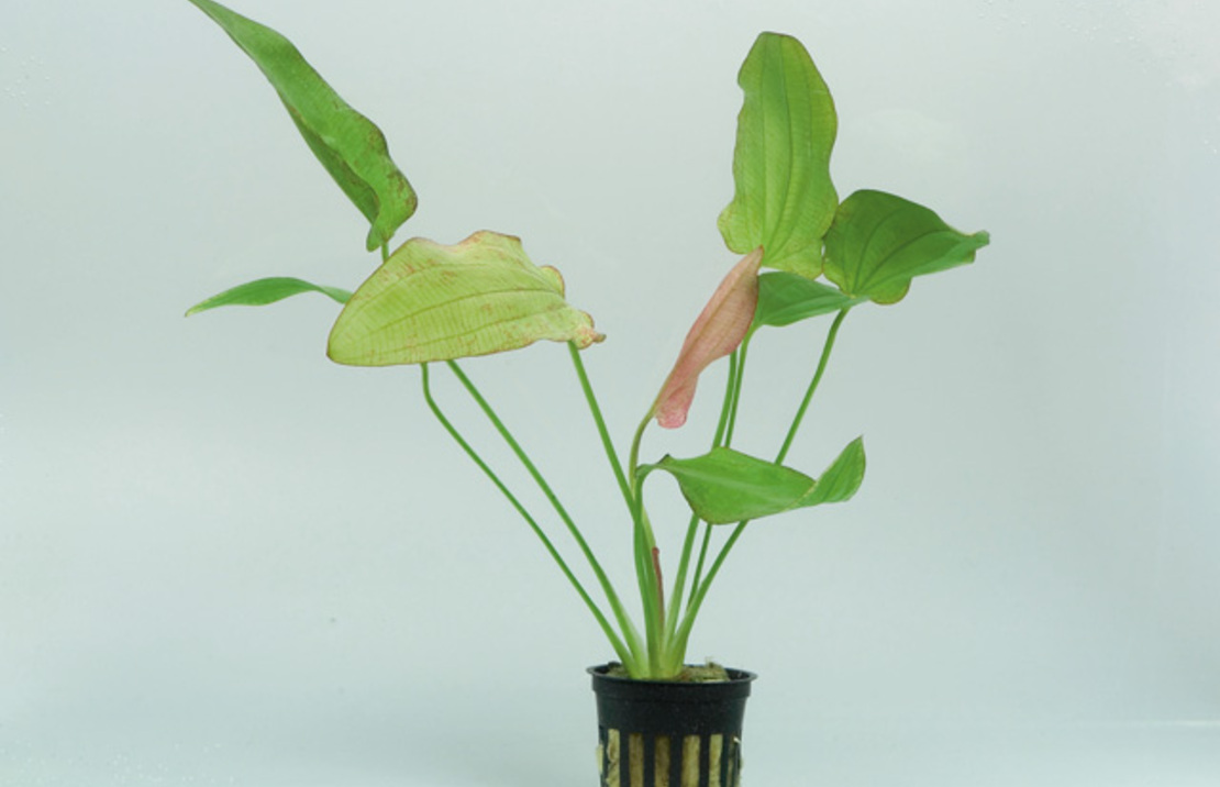 Eriocaulon Sp. 'dong Ha' - Pe