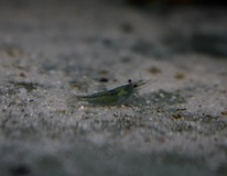 Green Velvet Shrimp