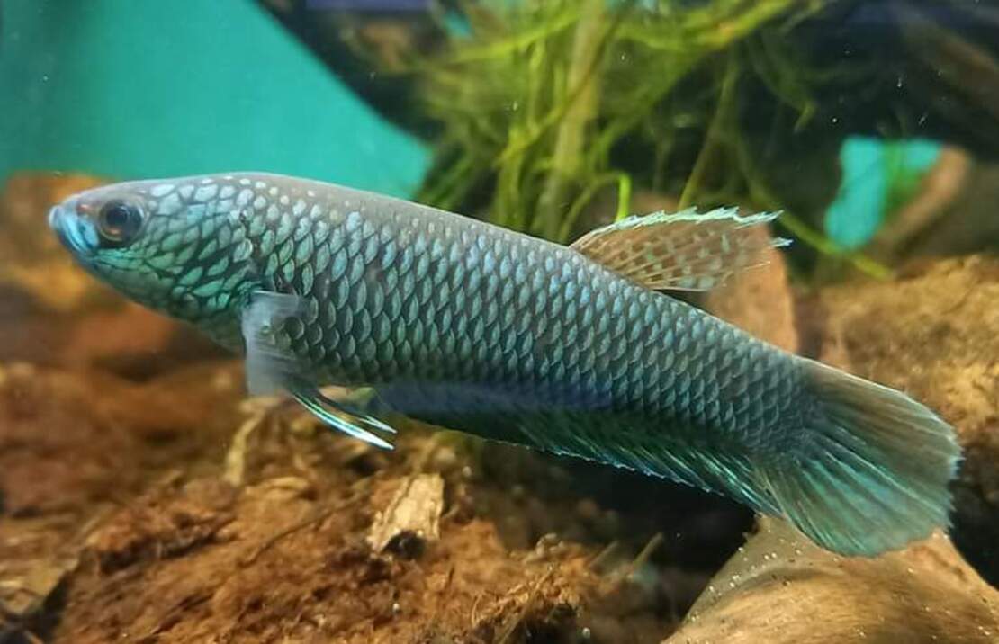 Betta Antuta M