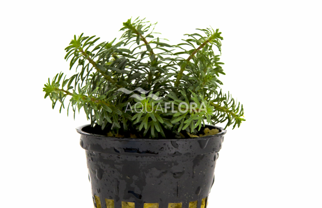Rotala Species 'vietnam' - Pe