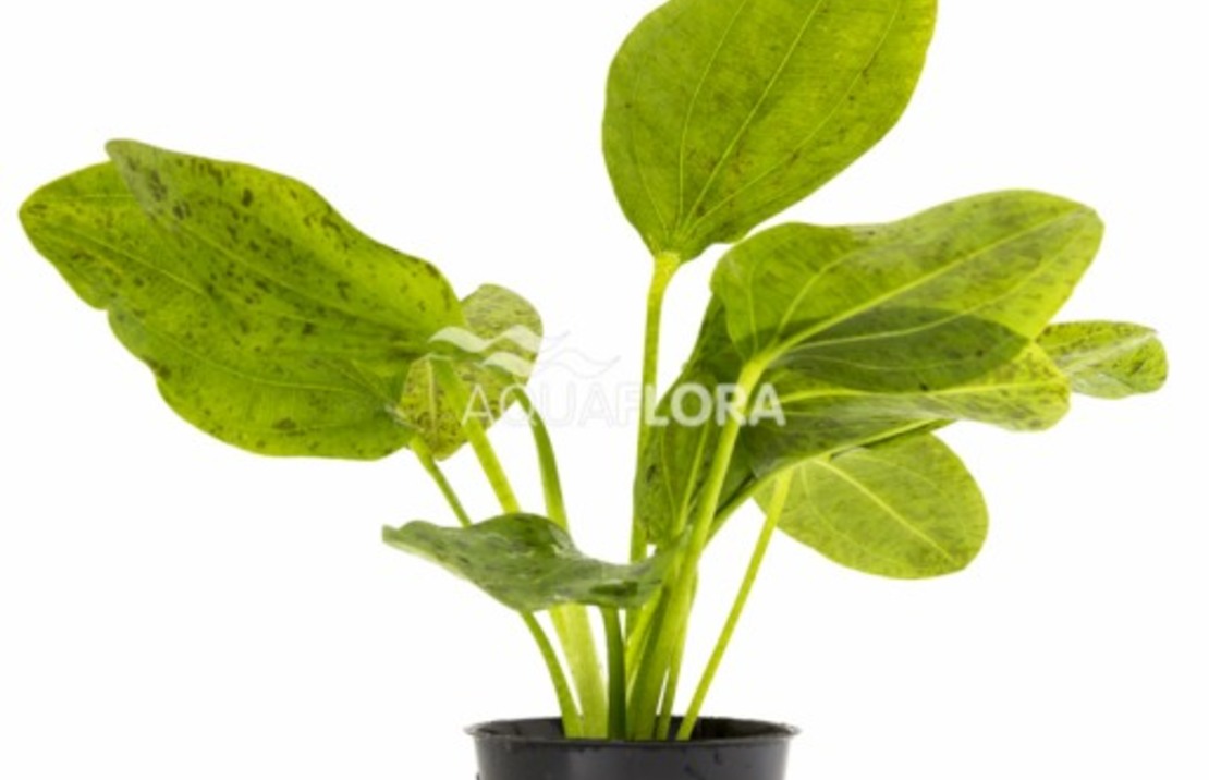 Echinodorus 'ozelot Green' - Pe