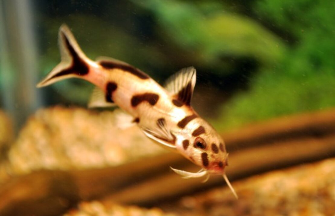Synodontis Polli White