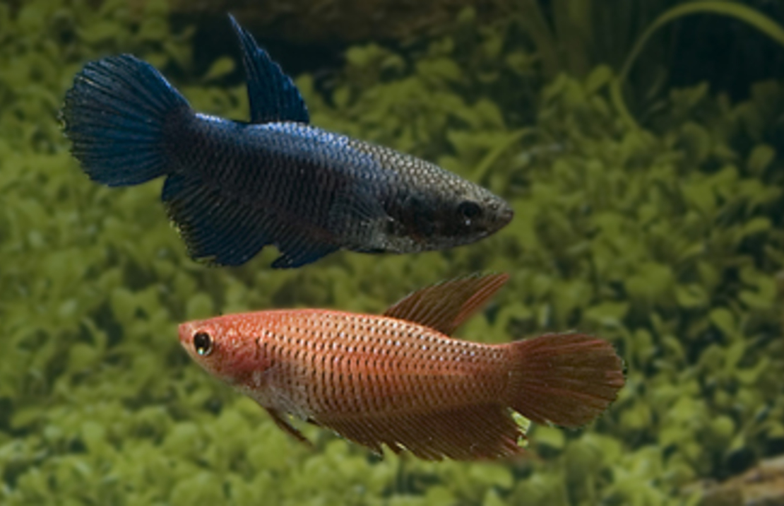 Betta Female