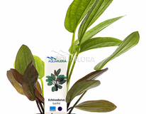 Echinodorus X Barthii - Pe