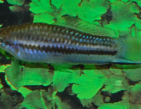 Zwaarddrager Yucatan