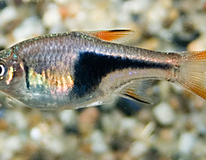Rasbora Arlequin