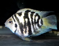 CichlidÉ Nigro Coral Blue