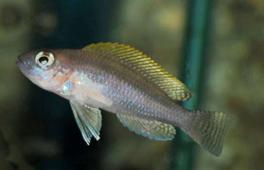 Tanganjika Buntbarsch Caudopunctatus