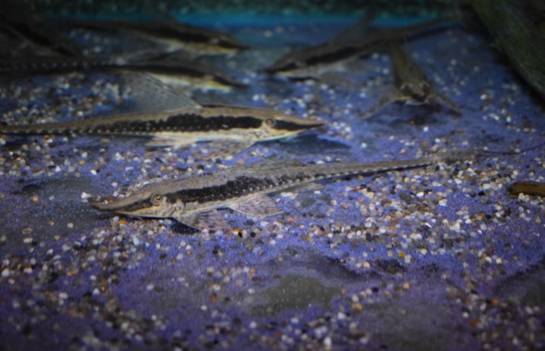 Sturisoma Nigrirostrum