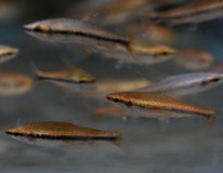 Potloodvisje Beckfordi Rood