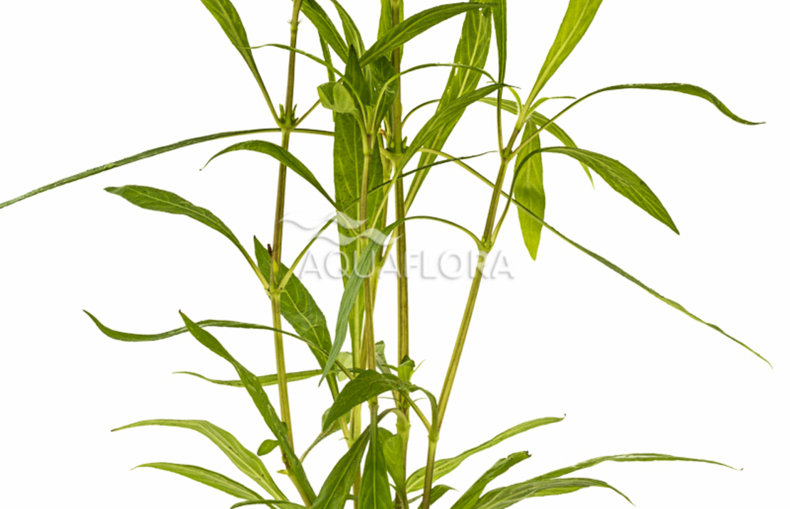 Hygrophila Salicifolia - Pe