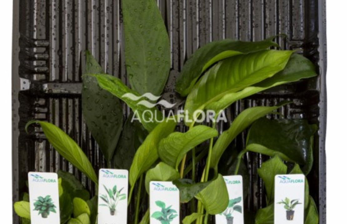 Mix 5 Pots Anubias - As