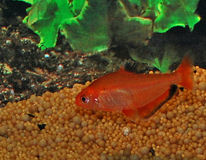 Blutsalmler Super Rot