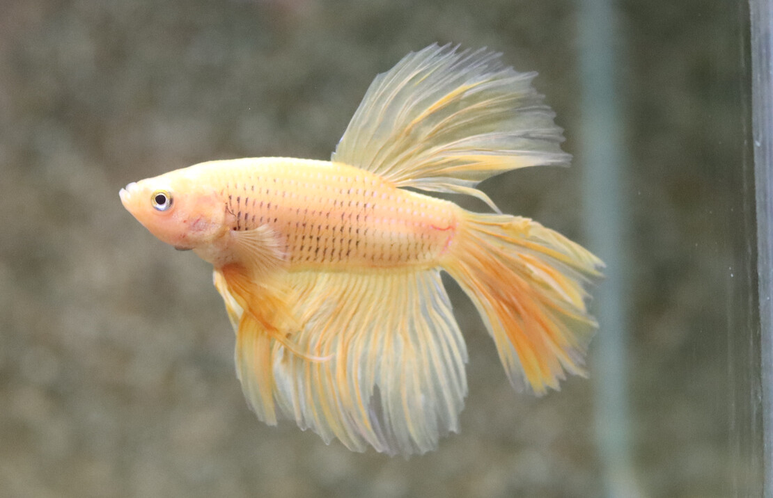 Combattant Half Moon Banana (mÂle)